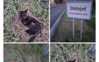 Pomôžme Mačičkám u Larky zvládnuť náročné obdobie