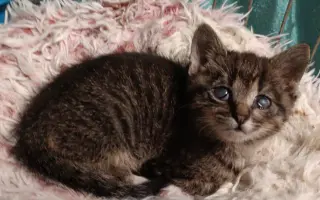 Pomôžte nám postaviť bezpečnú voliéru pre mačky bez domova