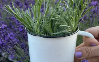 Ateliér na lánoch - podporte levanduľovú a bylinkovú farmičku na Orave