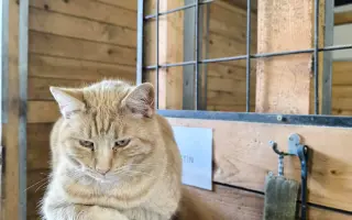 Pomôžte Garfieldke znovu jesť bez bolesti