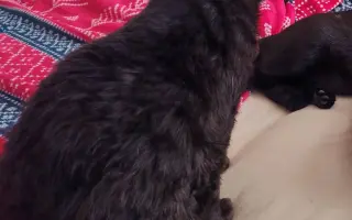 Laruška bojuje o život – pomôžme jej zvíťaziť nad bolesťou