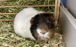 Pomohli ste Mozzarellke podstúpiť operáciu