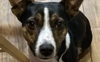 Pomôžme Forint opäť behať bez bolesti