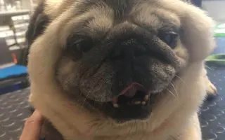 Pomôžte dať chorým mopsíkom šancu na život – MOPS v núdzi, o.z.