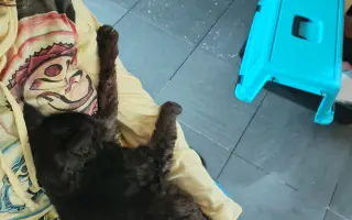 Pomôžme Eve starať sa aj naďalej o mačičky, ktoré ju potrebujú