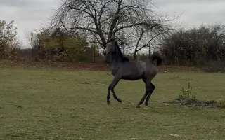 Pomôžte zaplatiť účet na veterine 🐴
