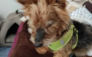 Pomôžme psím seniorom u Ivetky