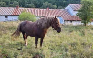 POMÔŽTE nám vybudovať farmu plnú radosti