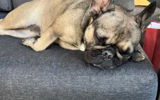 Pomôžme Lune aby chodila bez bolesti