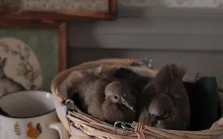 Pomôžme Vlaďke postaviť domov pre handicapované holuby