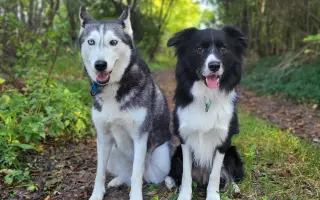 Nohy už nevládzu, ale srdce stále chce. Pomôžme Shaste.