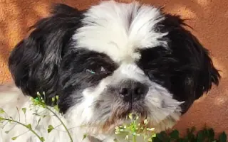 Pomôžte našim chorým senior psíkom - OZ pomoc psíkom Shih-tzu