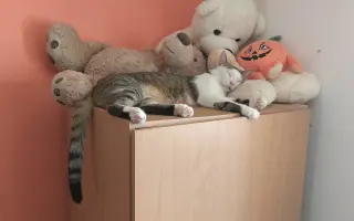 Salty bojuje o svoj tretí život – pomôžme mu vyhrať boj s FIP