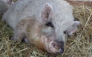 Chýba už len kúsok. Pomôžte nám presťahovať Azyl pre prasiatka a králiky.
