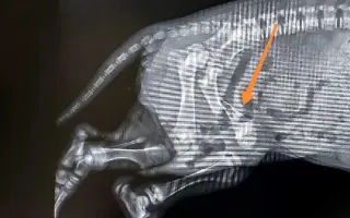 Pomôžme Anete dokončiť štúdium a stať sa veterinárkou