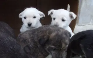 Pomôžte zabezpečiť koterce pre psíkov