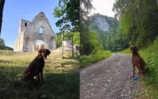 Zachráňme Dobbyho - pomôžme mu s liečbou mastocytózy