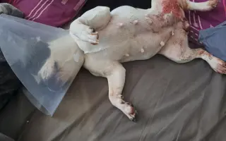 Pomôžme Julke zaplatiť za veterinárnu starostlivosť
