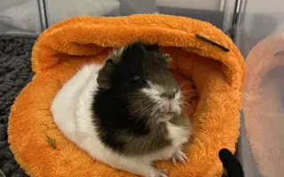 Zachráňme Mozzarellku – darujme jej potrebnú operáciu