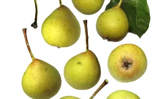 Podporte vydanie knihy Pomológia Bielych Karpát I. Hrušky