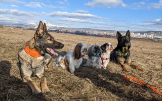 "Maxova cesta k pohybu" - Pomôžme Maxovi s veterinárnymi nákladmi
