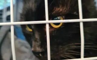 Pomôžme mačičke Černici zbaviť sa bolesti