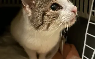 Pomôžte našim 18 zachráneným mačičkám prežiť ďalší mesiac