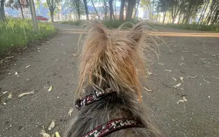 Pomôžme Ferovi znovu sa nadýchnuť