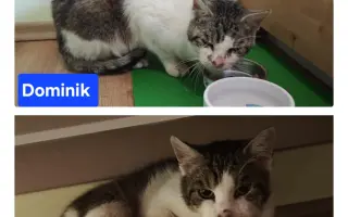 Pomôžme tam, kde by mačičky bez nás neprežili