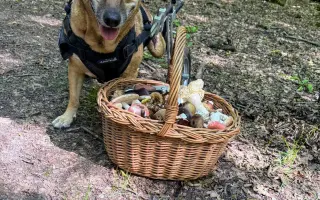Druhá šanca pre Dobbyho zdravie