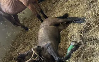 Pomôžte zaplatiť účet na veterine 🐴