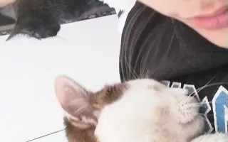 Pomôžme kocúrikovi Labke zotaviť sa