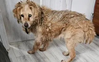 Doprajme Ronkovi dôstojnú jeseň života plnú lásky