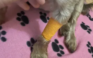 Pomôžme Luckymu k dôstojnému životu bez bolesti