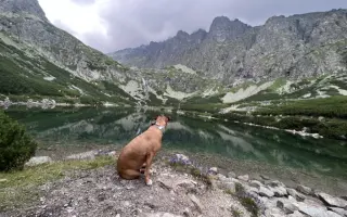 Nina, pes ktorý zmenil život mnohým