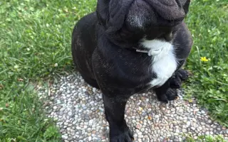 Pomôžme Teovi získať šancu na život bez bolesti