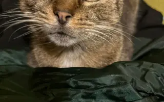 Pomôžte našim 18 zachráneným mačičkám prežiť ďalší mesiac