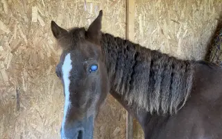 Pomôžme Verbinke žiť život bez bolesti