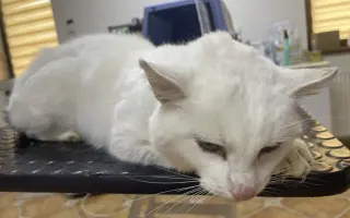 Sniežik bojuje s FIP – pomôžme mu dotiahnuť liečbu do konca