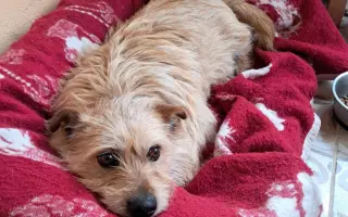 Pomôžte Maxovi znovu chodiť