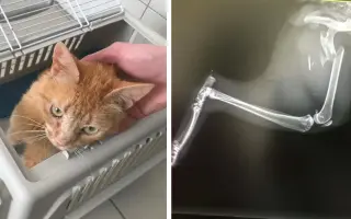 Dočká sa hendikepovaná mačička Yuki a ostatné mačky v núdzi nevyhnutnej pomoci?