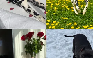 Pomohli ste Vayane na ceste k životu bez bolesti