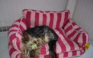 Pomôžme Leuške žiť bez bolesti a svrbenia