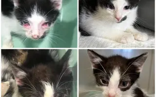 Dočká sa hendikepovaná mačička Yuki a ostatné mačky v núdzi nevyhnutnej pomoci?