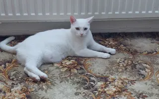 Pomôžme kocúrikovi s dýchacími ťažkosťami