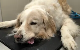 Pomôžte nám dať Dukovi šancu na ďalšie spoločné dni