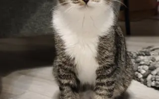 Maxík potrebuje vyšetrenia v Neurovet Trenčín. Pomôžme mu ich zabezpečiť.