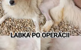 Pomôžme Ebbie po zrážke s autom