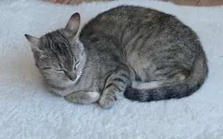Pomôžme nájdenému mačiatku so zlomenou nohou