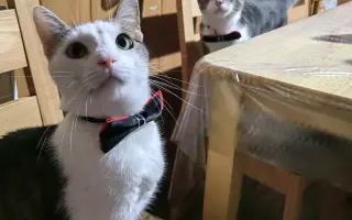 Salty bojuje o svoj tretí život – pomôžme mu vyhrať boj s FIP